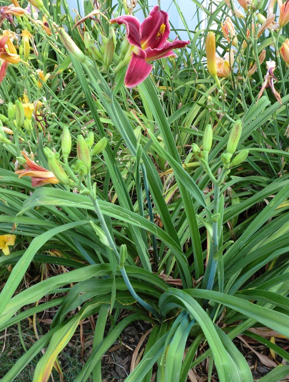 Photo of Daylily (Hemerocallis 'Forsyth Vivacious') uploaded by Ditchlily