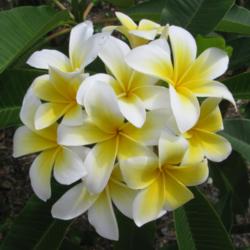 Location: Southwest Florida
Date: summer 2011
One of Elizabeth Thornton's Classic cultivars.