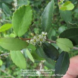 Location: Jefferson County, Texas
Date: March 19, 2012
Female flowers of Yaupon Holly