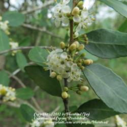 Location: Jefferson County, Texas
Date: March 19, 2012
Male flowers of Yaupon Holly
