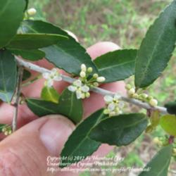 Location: Jefferson County, Texas
Date: March 19, 2012
Male flower of Yaupon Holly