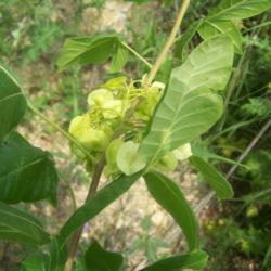 Location: San Antonio, Texas
Date: April 14, 2012
Hop Tree with fruit (seeds) in samaras