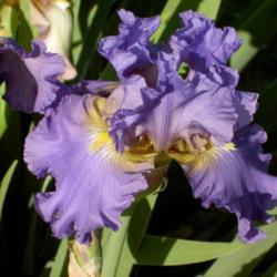 Location: Western Kentucky
Date: April 2012
The color of this Iris is almost neon -- gorgeous!!