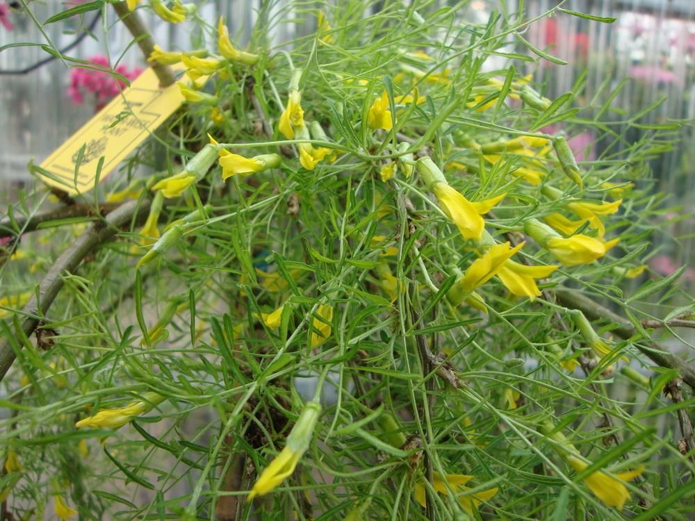 Photo of Weeping Pea Shrub (Caragana arborescens 'Walker') uploaded by Paul2032