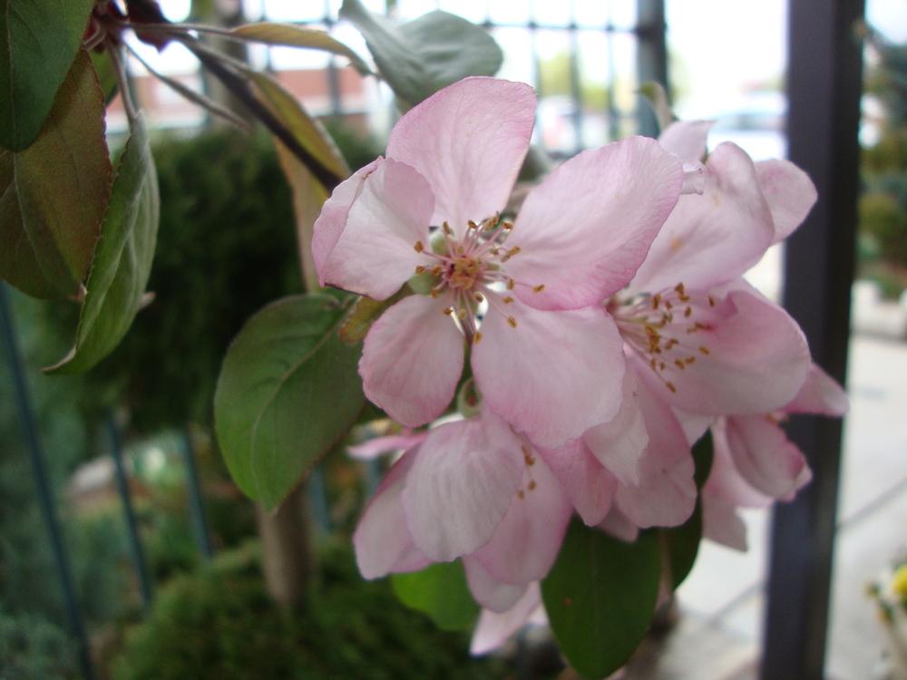 Photo of Flowering Crabapple (Malus 'Indian Summer') uploaded by Paul2032