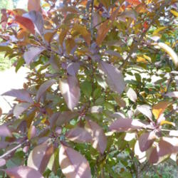 
Date: 2012-04-15
spring foliage