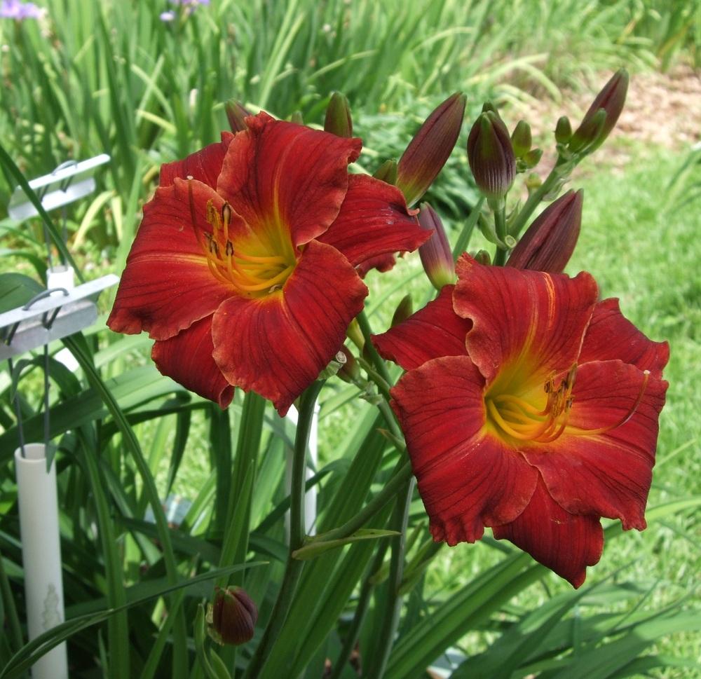Photo of Daylily (Hemerocallis 'Clyde A. Reese') uploaded by spunky1
