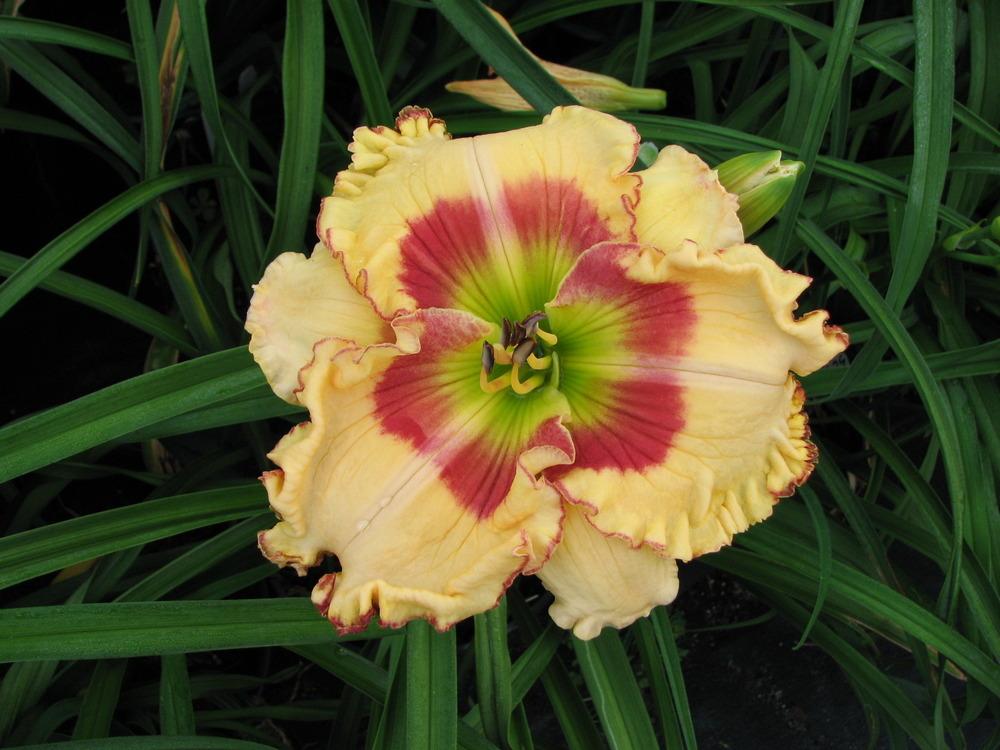 Photo of Daylily (Hemerocallis 'Spacecoast Eye for Passion') uploaded by tink3472