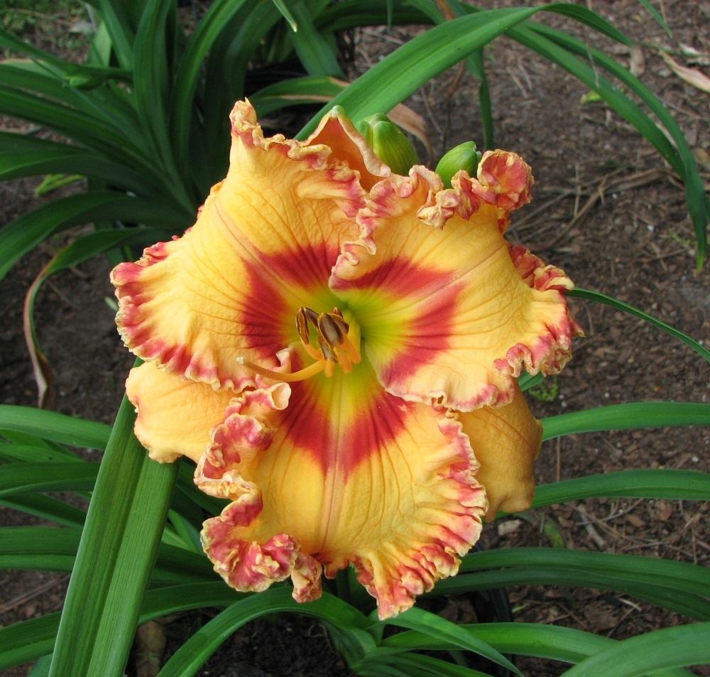 Photo of Daylily (Hemerocallis 'Parrots of the Caribbean') uploaded by tink3472