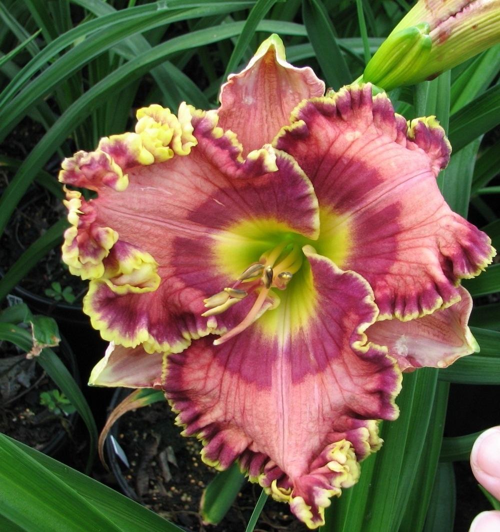 Photo of Daylily (Hemerocallis 'Dreaming Out Loud') uploaded by tink3472