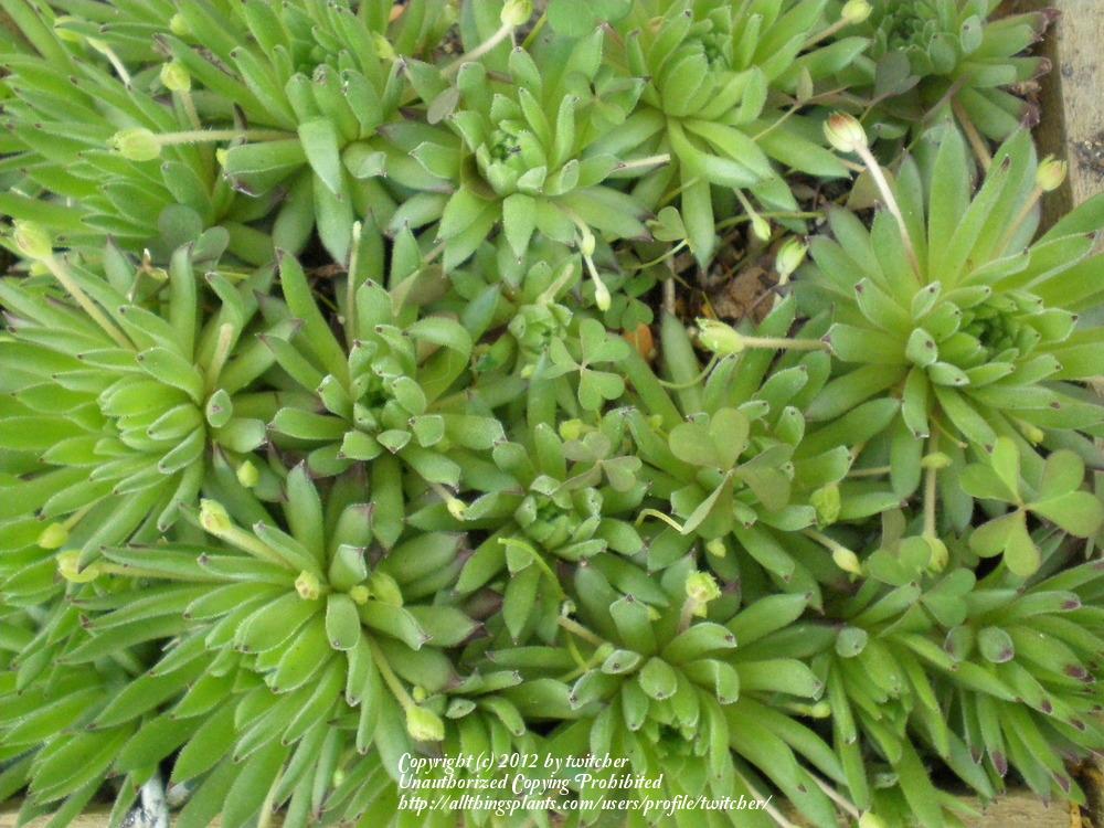 Photo of Hen and Chicks (Sempervivum x barbulatum 'from Valle Quarazza') uploaded by twitcher