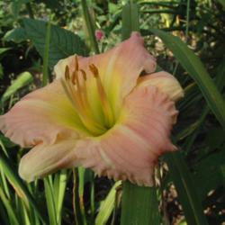 
Date: 2001-08-03
Photo Courtesy of Nova Scotia Daylilies Used with Permission