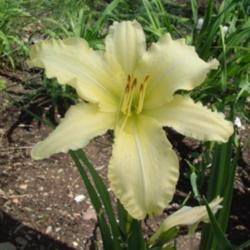 
Date: 2005-07-15
Photo Courtesy of Nova Scotia Daylilies Used with Permission