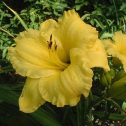 
Date: 2002-08-11
Photo Courtesy of Nova Scotia Daylilies Used with Permission