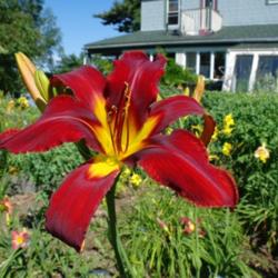 
Date: 2011-07-25
Photo Courtesy of Nova Scotia Daylilies Used with Permission