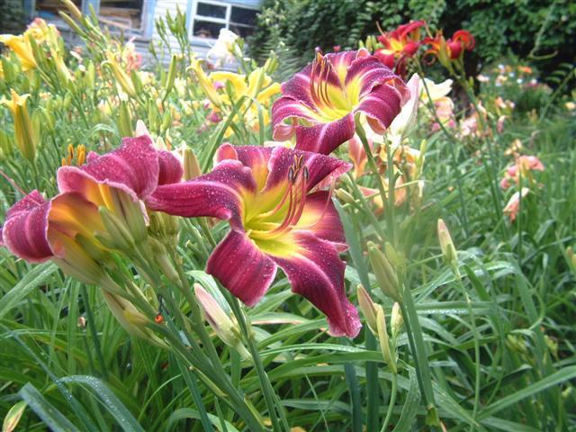 Photo of Daylily (Hemerocallis 'Snake in the Grass Boo') uploaded by vic