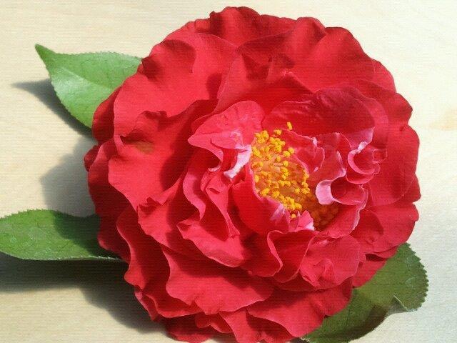 Photo of Common Camellia (Camellia japonica 'Blood of China') uploaded by Calif_Sue