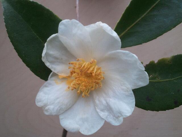 Photo of Camellia (Camellia sasanqua) uploaded by Calif_Sue