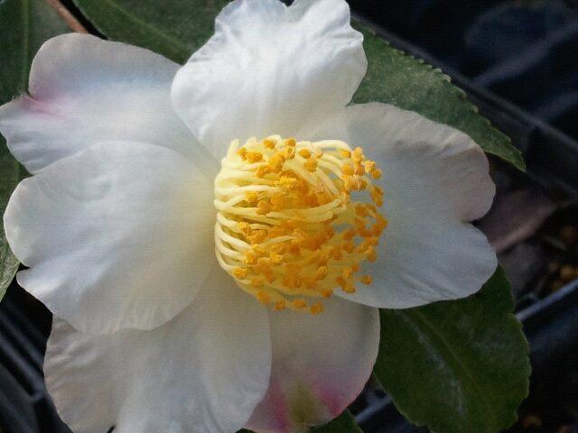 Photo of Camellia (Camellia sasanqua) uploaded by Calif_Sue