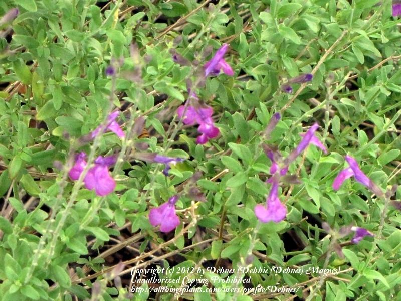Photo of Autumn Sage (Salvia greggii 'Purple') uploaded by Debnes