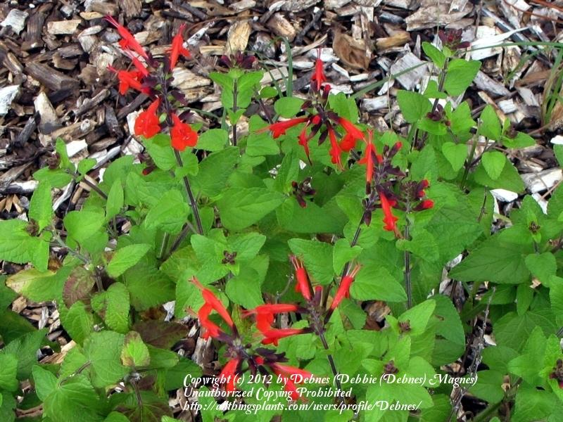 Photo of Scarlet Sage (Salvia coccinea) uploaded by Debnes