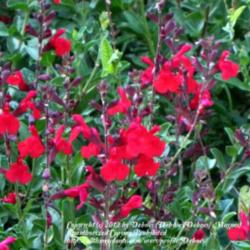 Location: My front yard N Watauga TX
Date: 2011-07-01
Hummers and Leps love this salvia!