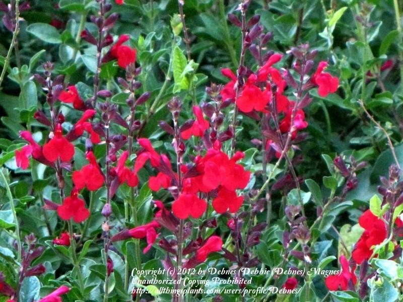 Photo of Autumn Sage (Salvia Navajo™ Bright Red) uploaded by Debnes