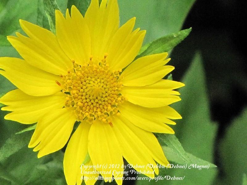 Photo of Cowpen Daisy (Verbesina encelioides) uploaded by Debnes