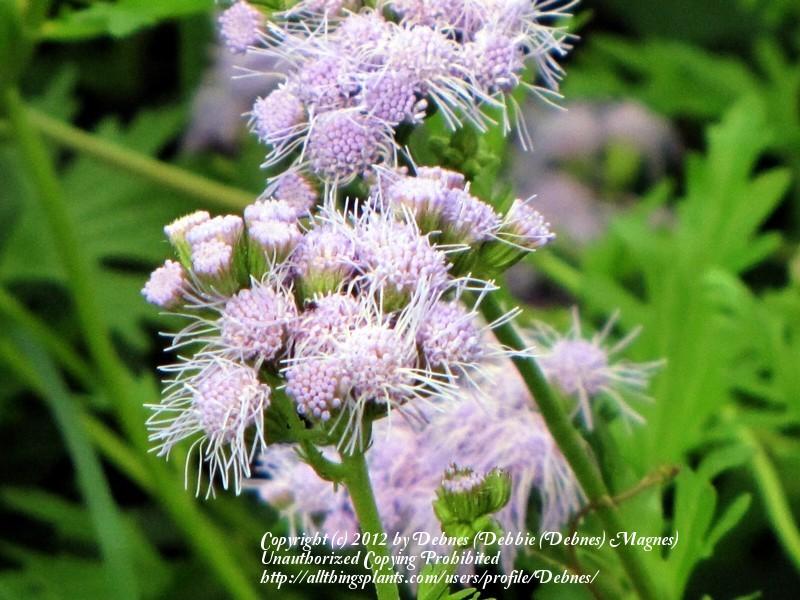 Photo of Gregg's Mistflower (Conoclinium greggii) uploaded by Debnes
