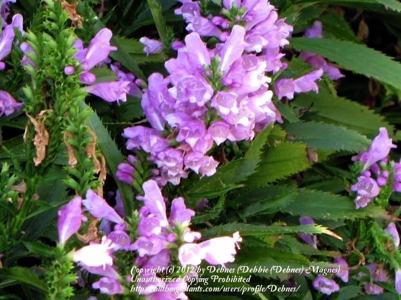 Photo of Obedient Plant (Physostegia virginiana) uploaded by Debnes