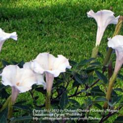 Location: My front yard, N Watauga TX
Date: 2011-07-04
Giant blooms!