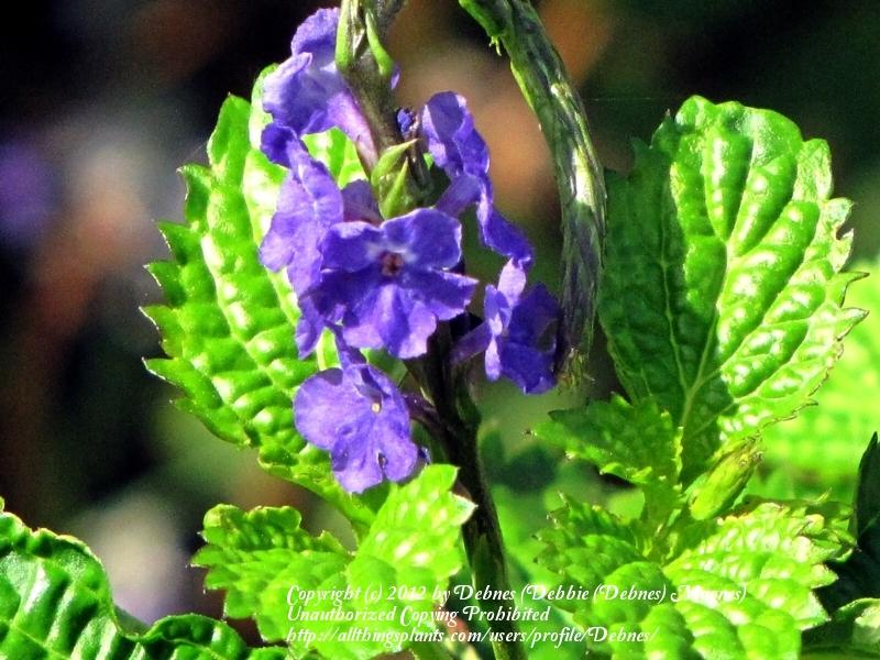 Photo of Blue Porterweed (Stachytarpheta cayennensis) uploaded by Debnes