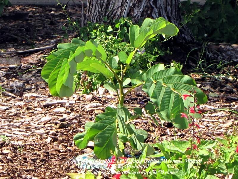 Photo of Candletree (Senna alata) uploaded by Debnes