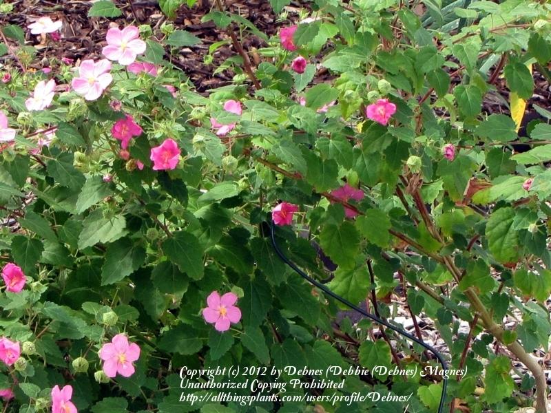 Photo of Rock Rose (Pavonia lasiopetala) uploaded by Debnes