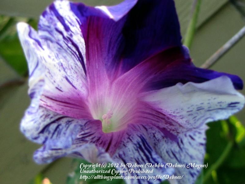 Photo of Japanese Morning Glory (Ipomoea nil 'Tie Dye') uploaded by Debnes