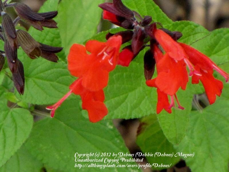 Photo of Scarlet Sage (Salvia coccinea) uploaded by Debnes