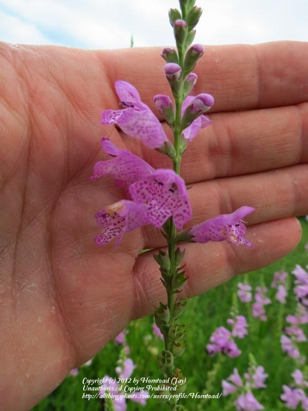 Photo of Obedient-plant (Physostegia intermedia) uploaded by Horntoad