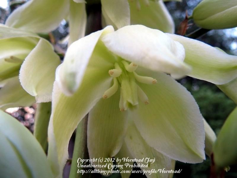 Photo of Weak-Leaf Yucca (Yucca flaccida) uploaded by Horntoad
