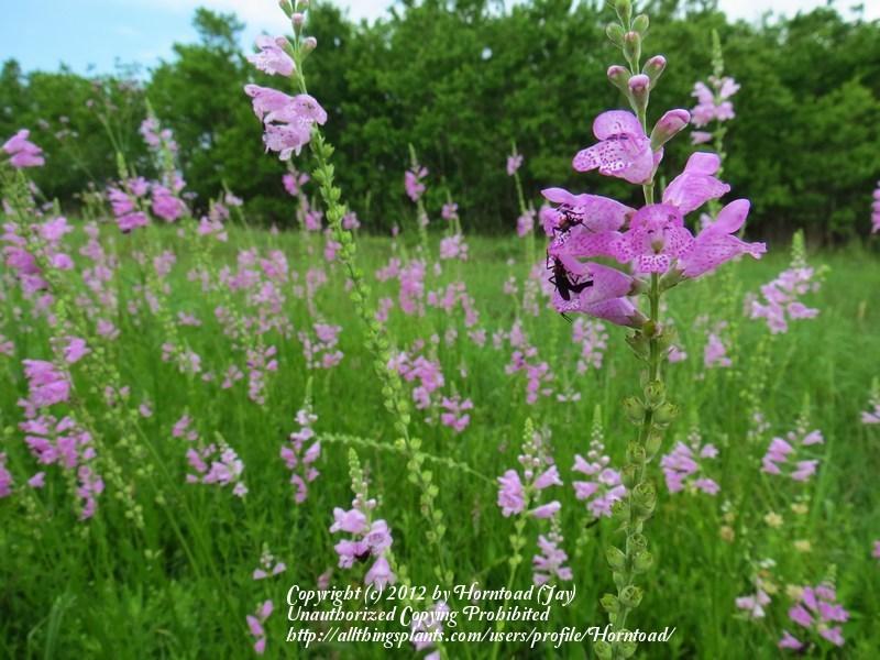 Photo of Obedient-plant (Physostegia intermedia) uploaded by Horntoad