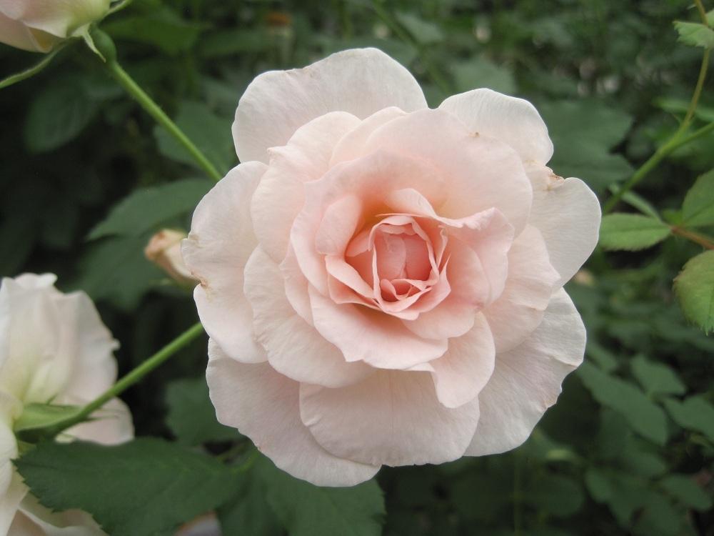 Photo of Rose (Rosa 'Morden Blush') uploaded by Skiekitty
