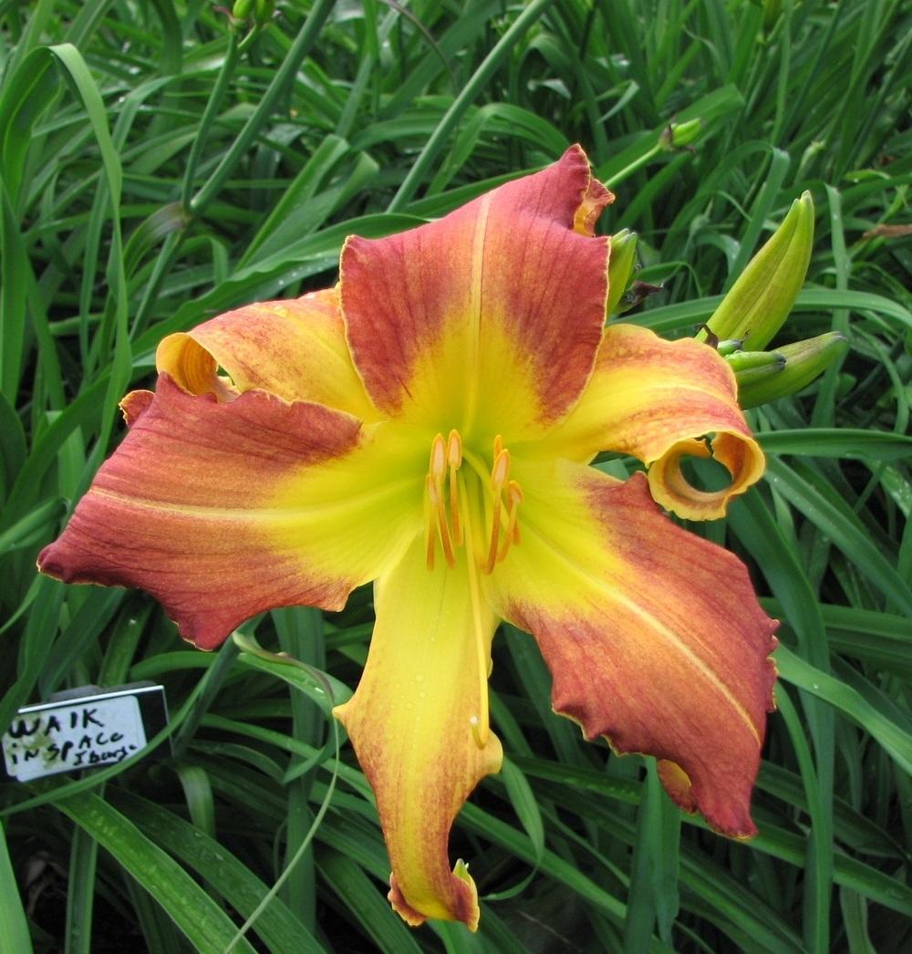 Photo of Daylily (Hemerocallis 'Walk in Space') uploaded by tink3472