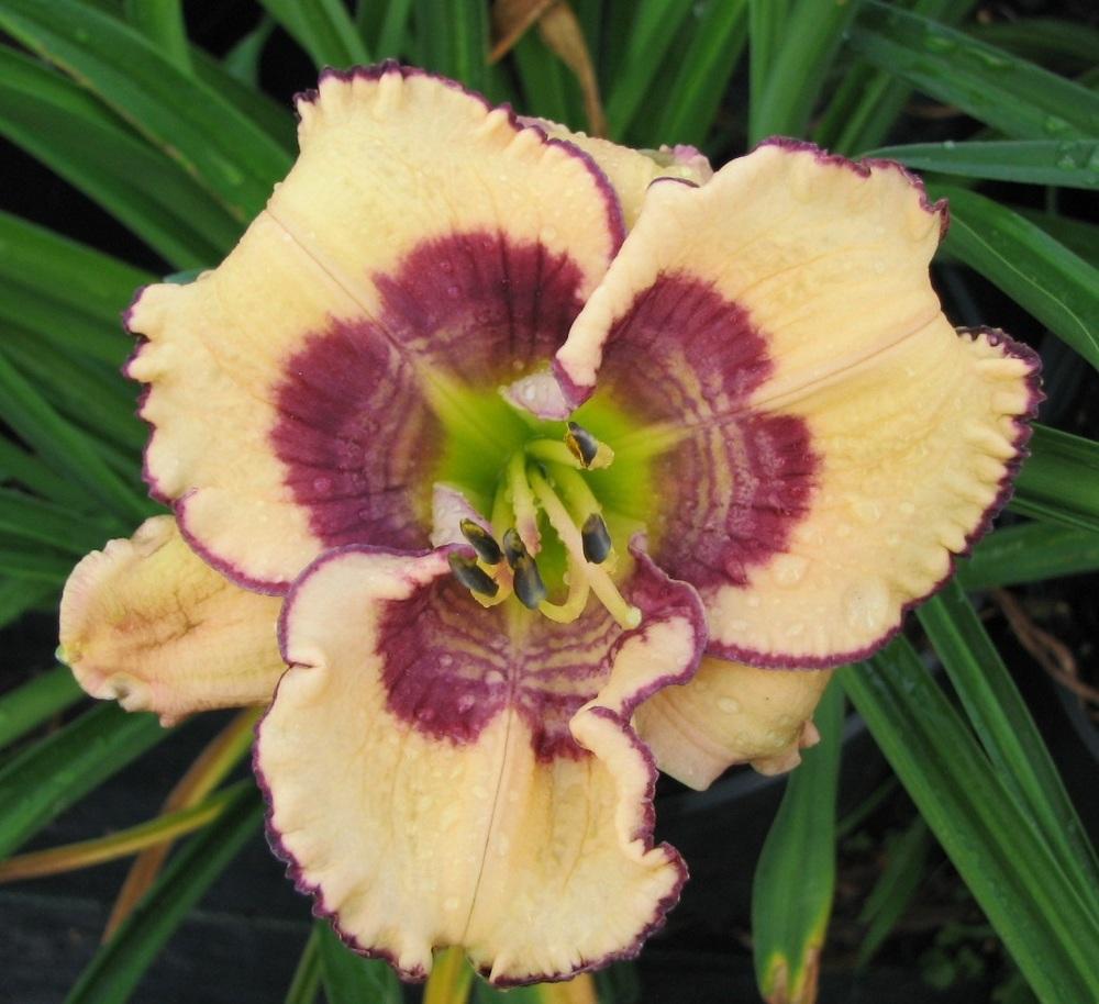 Photo of Daylily (Hemerocallis 'Pebble In a Pond') uploaded by tink3472