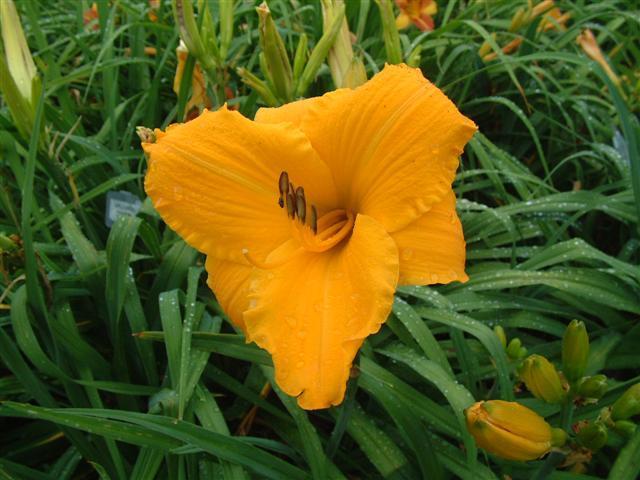 Photo of Daylily (Hemerocallis 'Sparkling Orange') uploaded by vic
