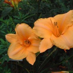 
Date: 2003-08-21
Photo Courtesy of Nova Scotia Daylilies Used with Permission