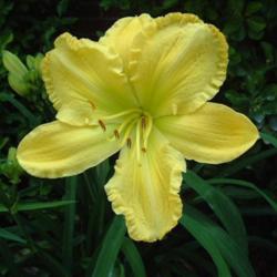 
Date: 2003-06-20
Photo Courtesy of Nova Scotia Daylilies Used with Permission