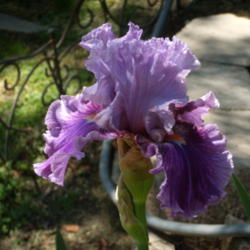 Location: My garden in Bakersfield, CA
Date: April 14, 2012