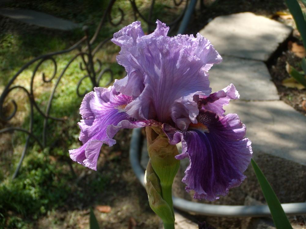 Photo of Tall Bearded Iris (Iris 'Enchanter') uploaded by Betja