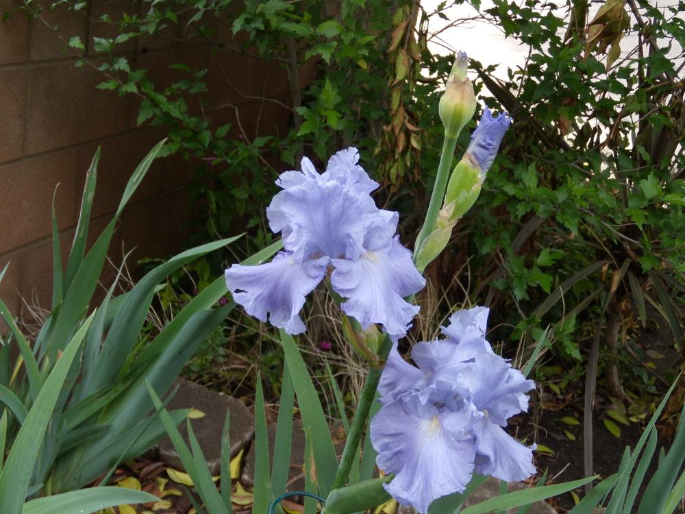 Photo of Tall Bearded Iris (Iris 'Bay Front') uploaded by Betja