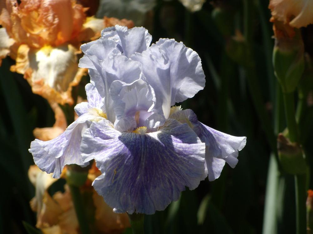 Photo of Tall Bearded Iris (Iris 'Inside Job') uploaded by Betja