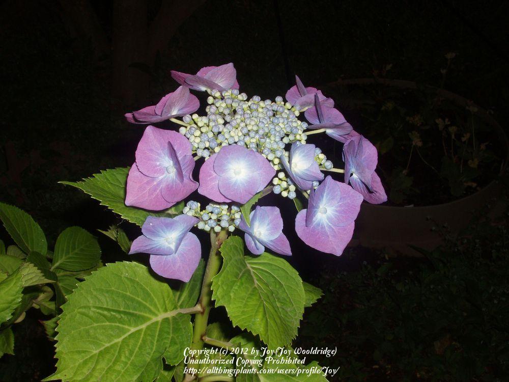 Photo of Hydrangeas (Hydrangea) uploaded by Joy